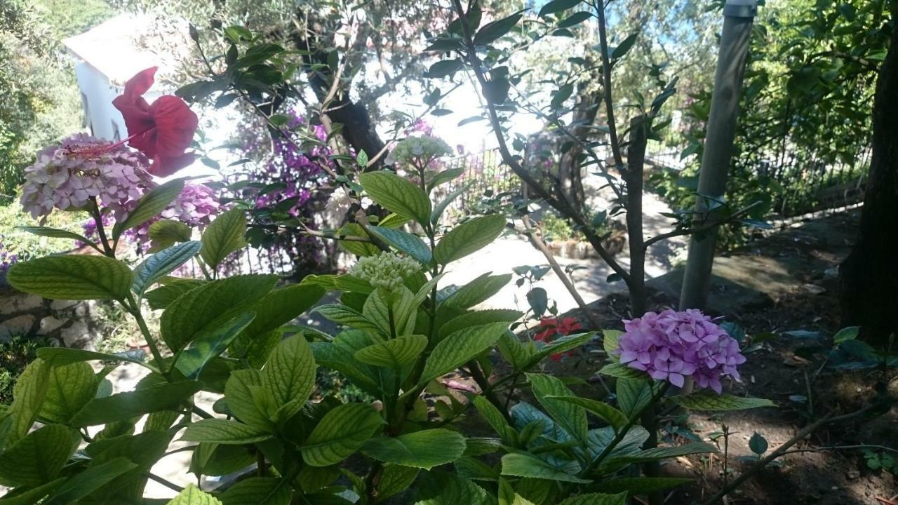Villa L'Ulivina Sorrento Eksteriør bilde